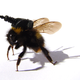Illustration for article titled When the Insect Army invades, it will bring bee-mounted guns and beetle tanks